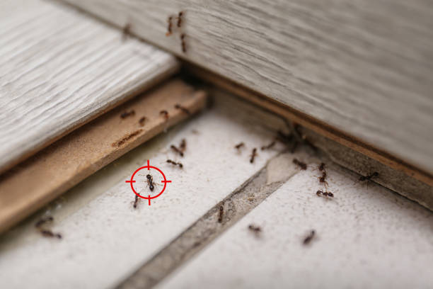 Best Best Pest Control Near Me  in Calverton, MD