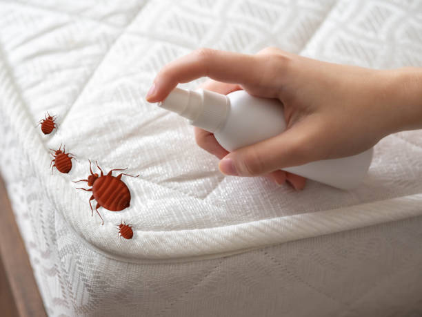 Best Pest Control Near Me  in Calverton, MD