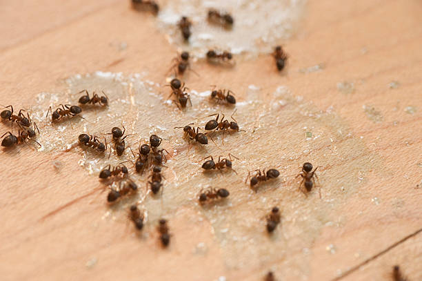 Best Commercial Pest Control Services  in Calverton, MD