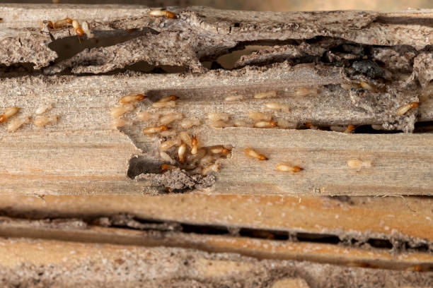Best Insect Control  in Calverton, MD